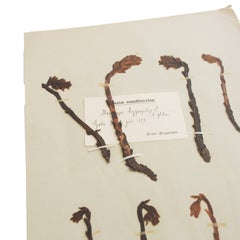 Antique Herbarium from Sweden, 1890s-1930s