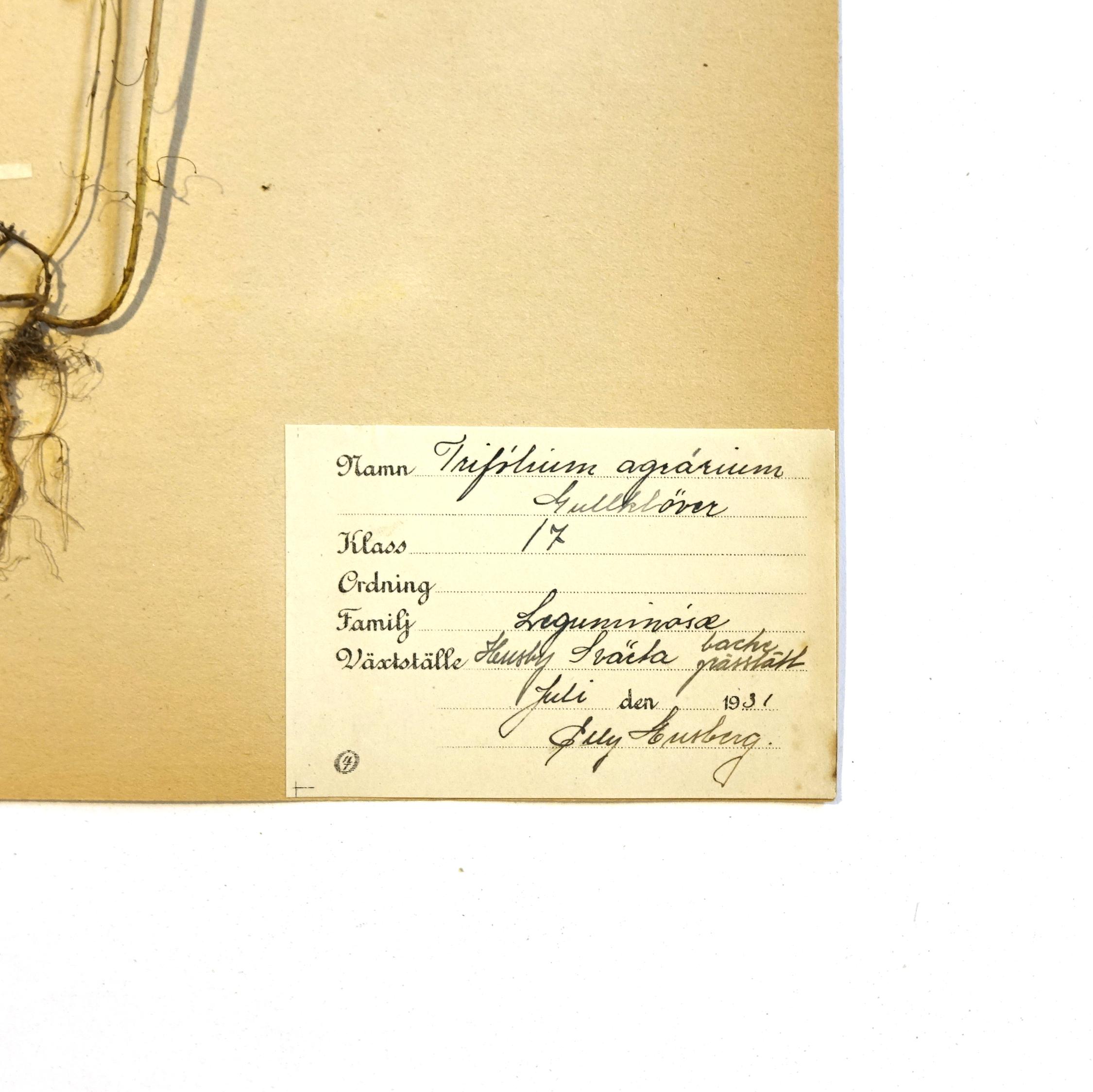 Jugendstil Antique Herbarium from Sweden, 1890s-1930s For Sale