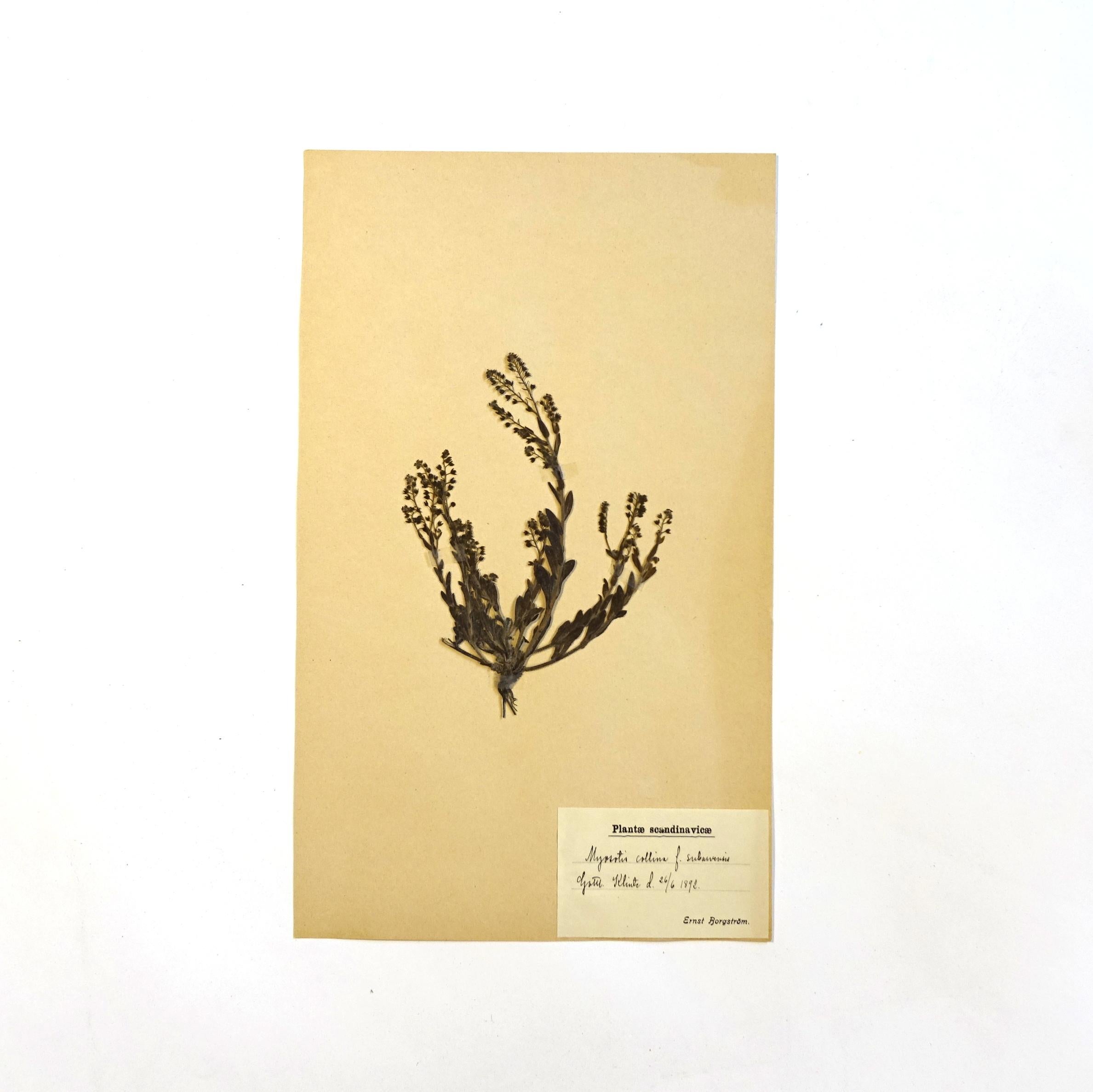 19th Century Antique Herbarium from Sweden, 1890s-1930s For Sale