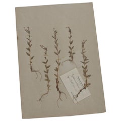 Antique Herbarium from Sweden, 1890s-1930s