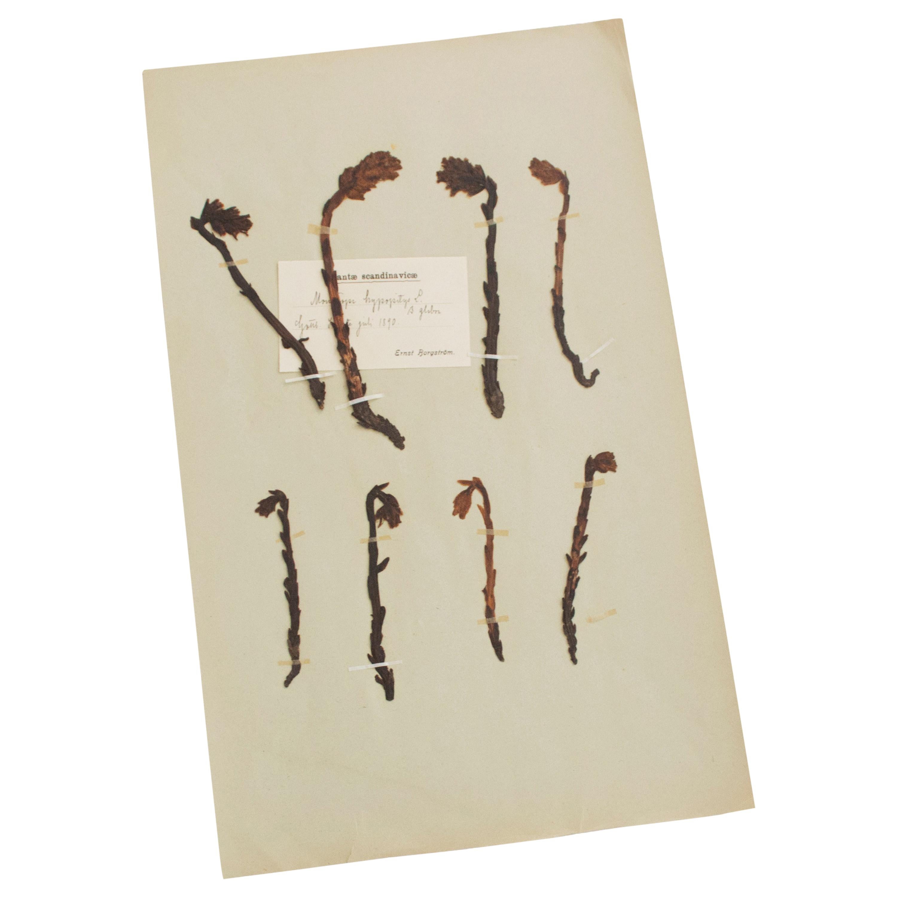 Antique Herbarium from Sweden, 1890s-1930s For Sale