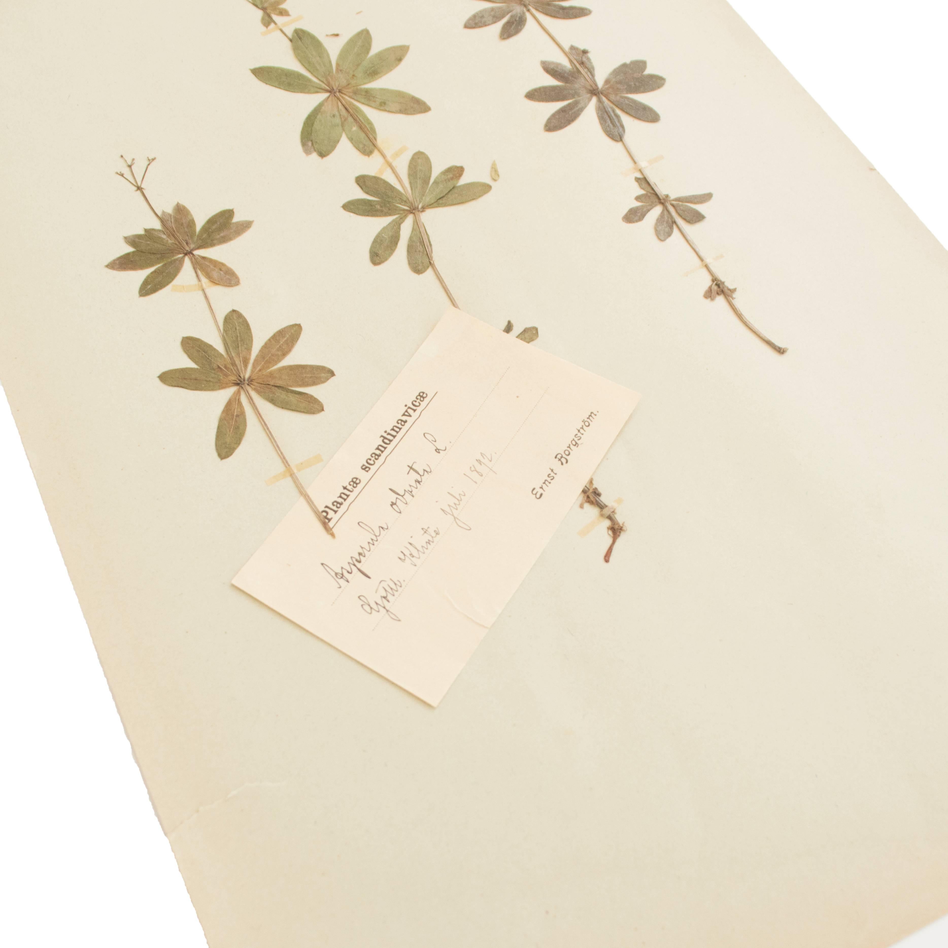 Stunning Herbarium of more than 100 years. A few framed next to each other will bring so much beauty to a room.