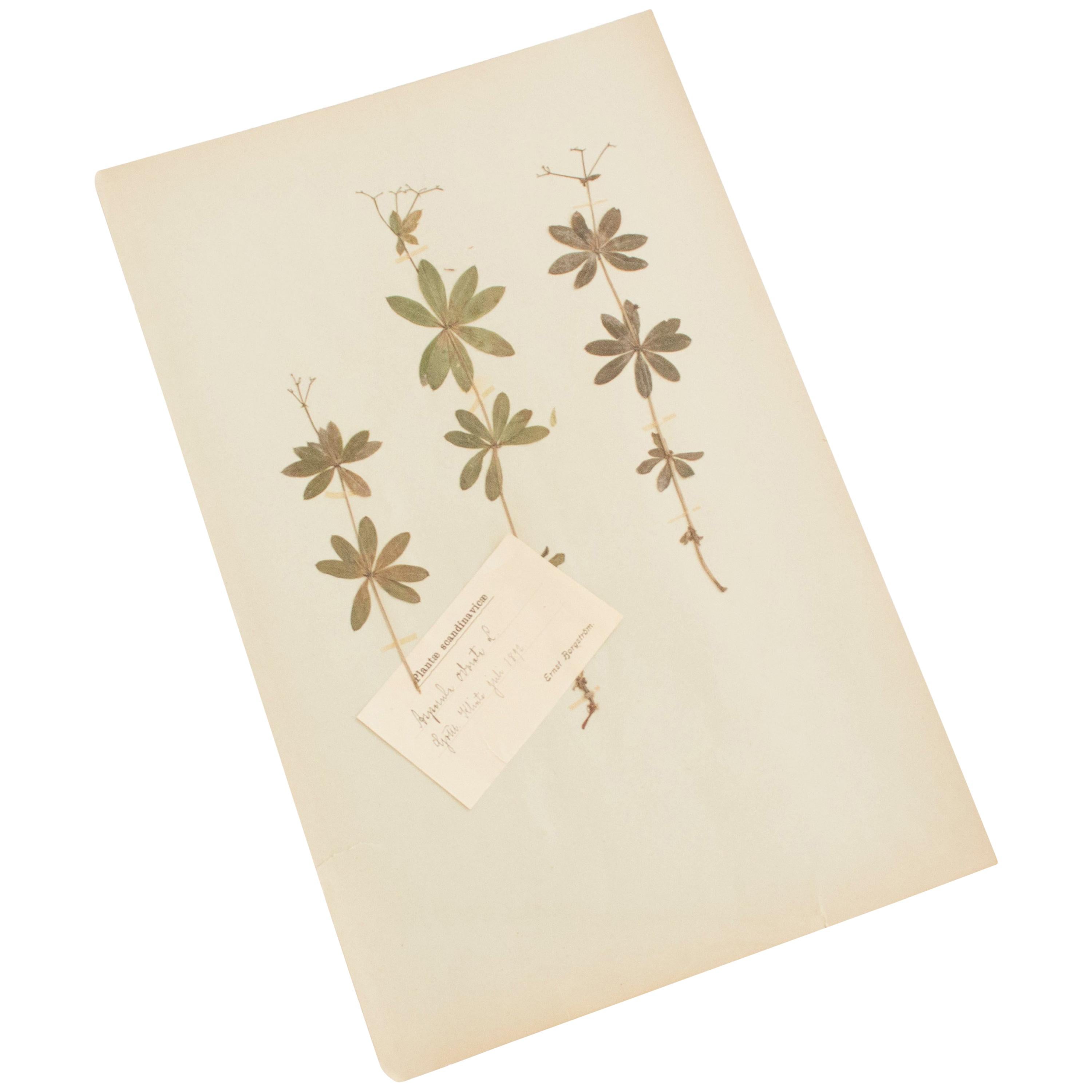Antique Herbarium from Sweden "Asperula Odorata" Picked in July 1892 For Sale