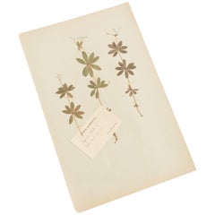 Antique Herbarium from Sweden "Asperula Odorata" Picked in July 1892