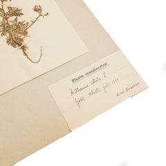 Antique Herbarium from Sweden Picked in 1893