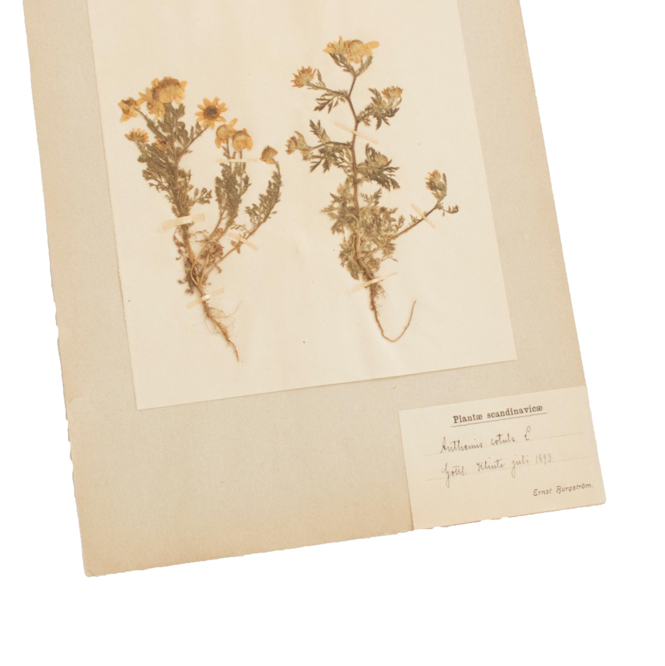 Jugendstil Antique Herbarium from Sweden Picked in 1893 For Sale