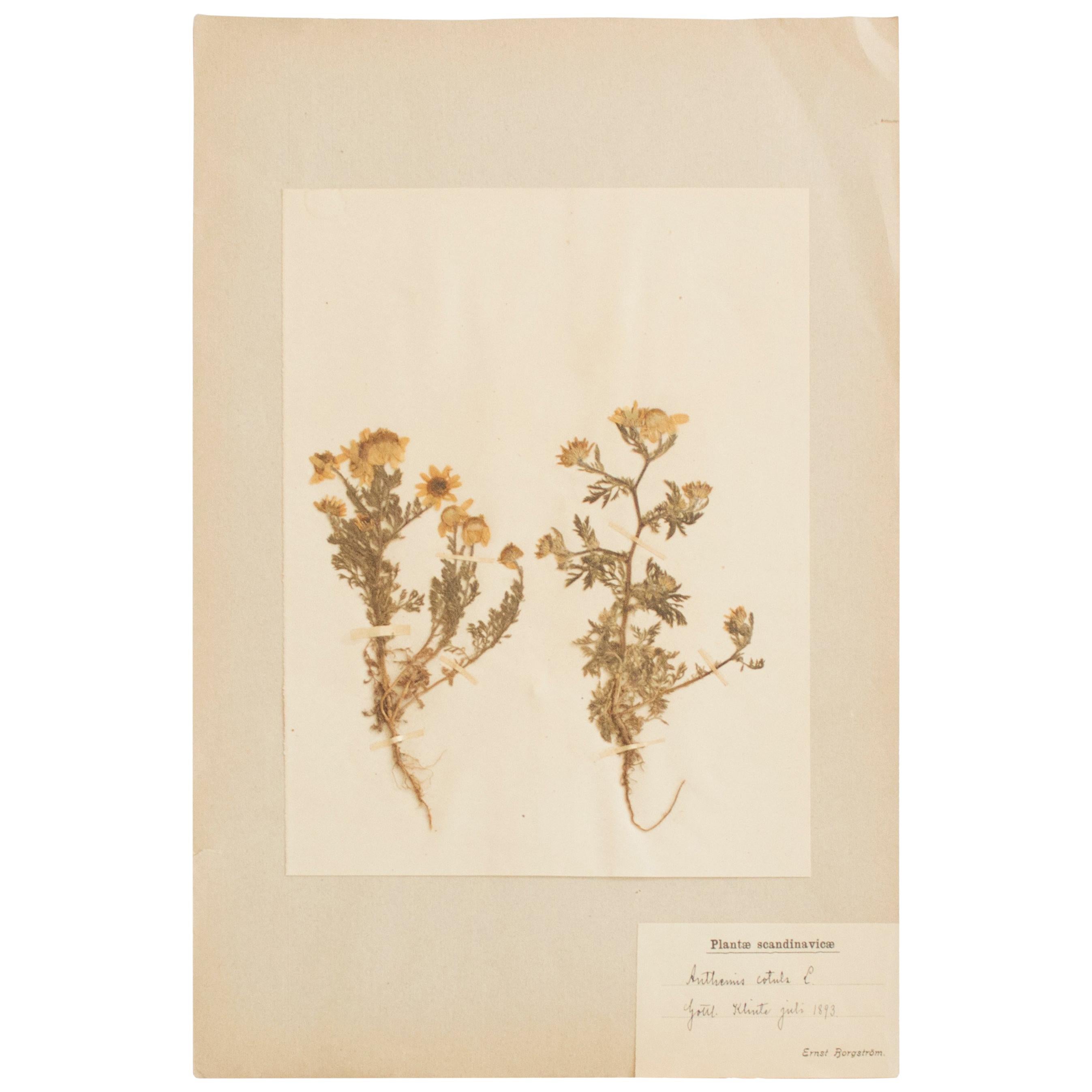 Antique Herbarium from Sweden Picked in 1893 For Sale