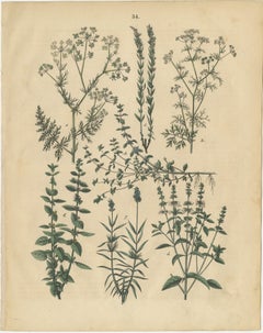 Antique Herbs and Mushrooms Botanical Prints, Natural History Set, 1852