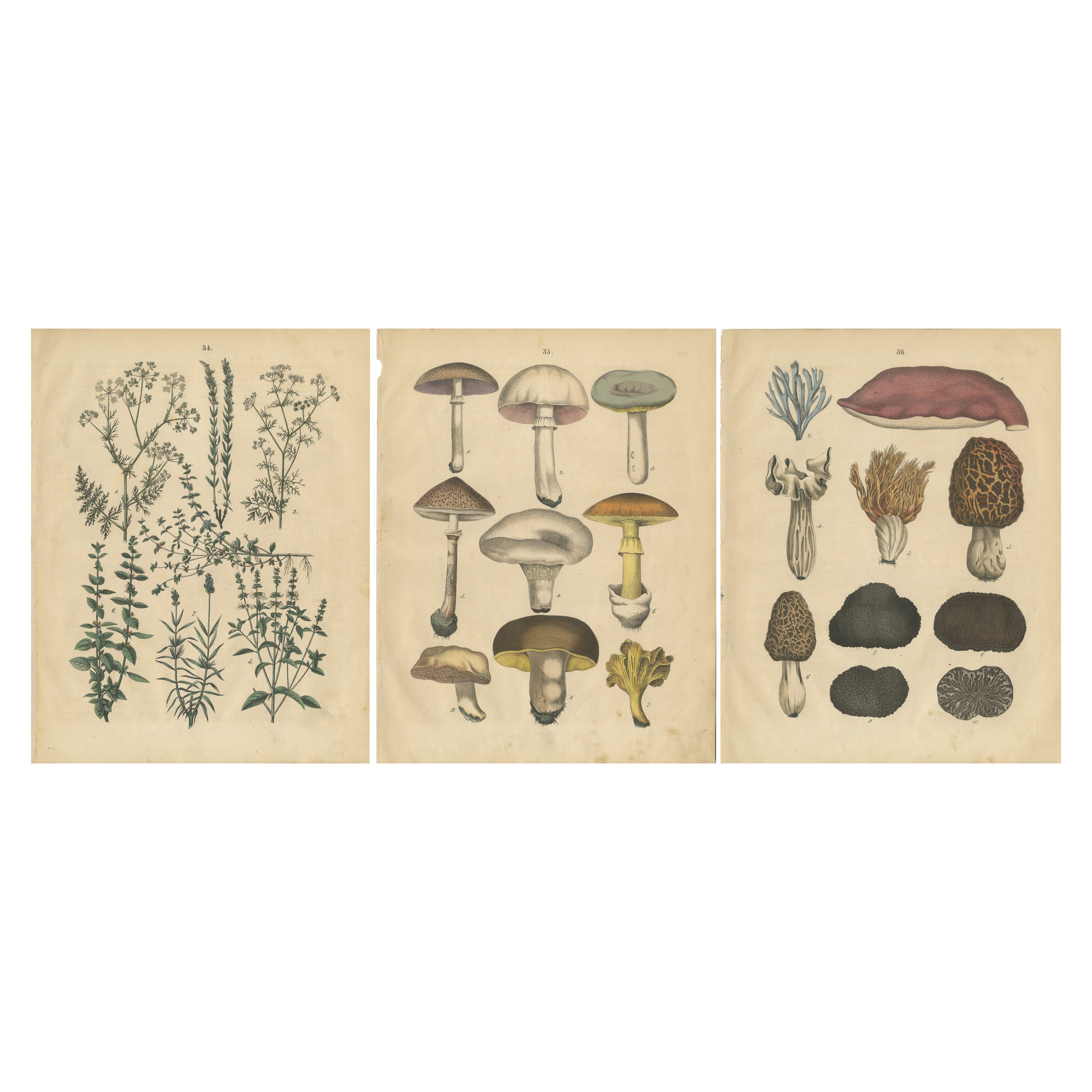 Antique Herbs and Mushrooms Botanical Prints, Natural History Set, 1852