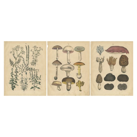 Antique Herbs and Mushrooms Botanical Prints, Natural History Set, 1852
