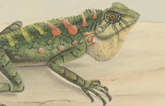 Antique Herpetological Print: Illustration of Green Crested Lizards, 1837