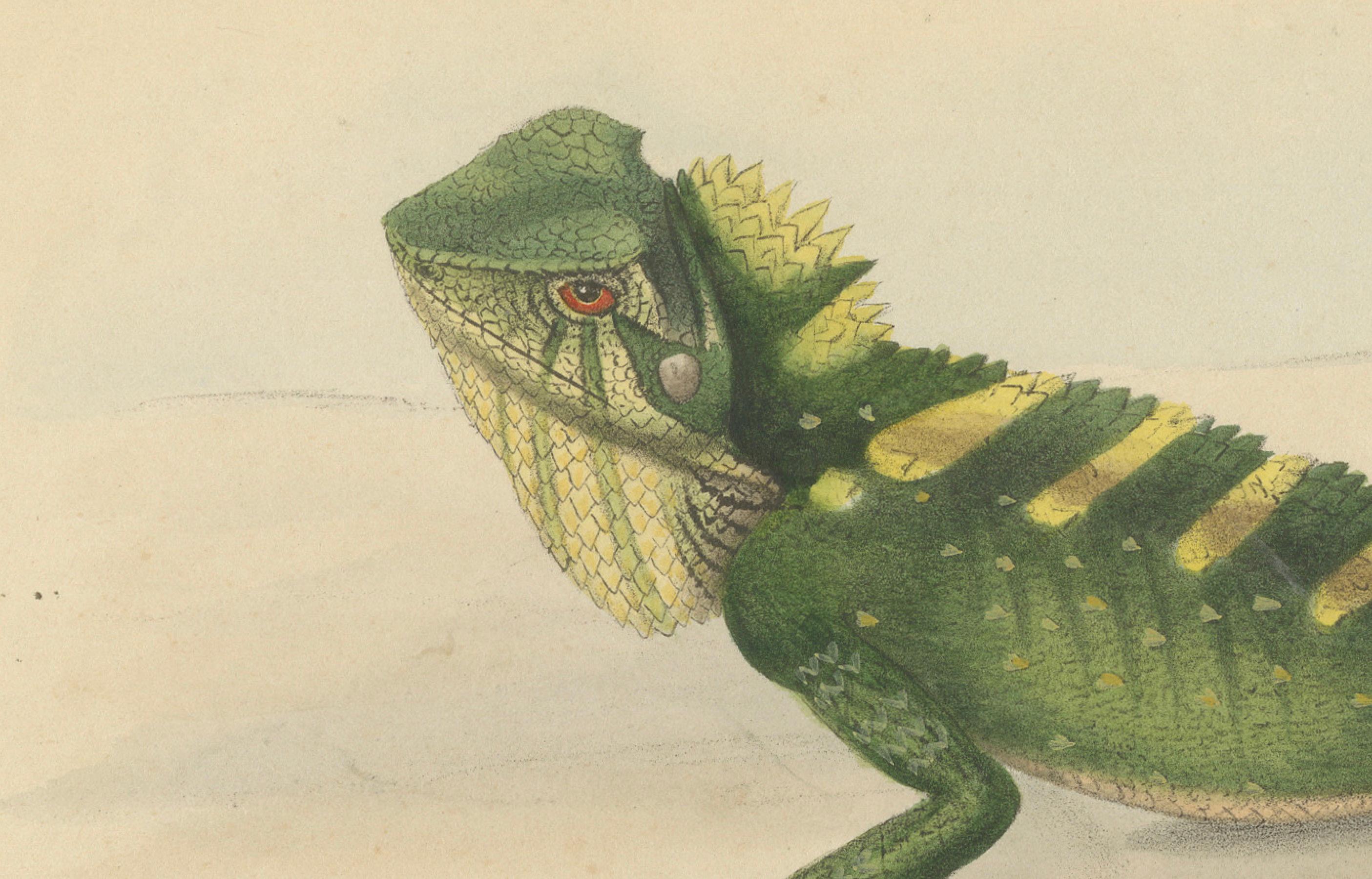 Antique Herpetological Print: Illustration of Green Crested Lizards, 1837 In Good Condition For Sale In Langweer, NL