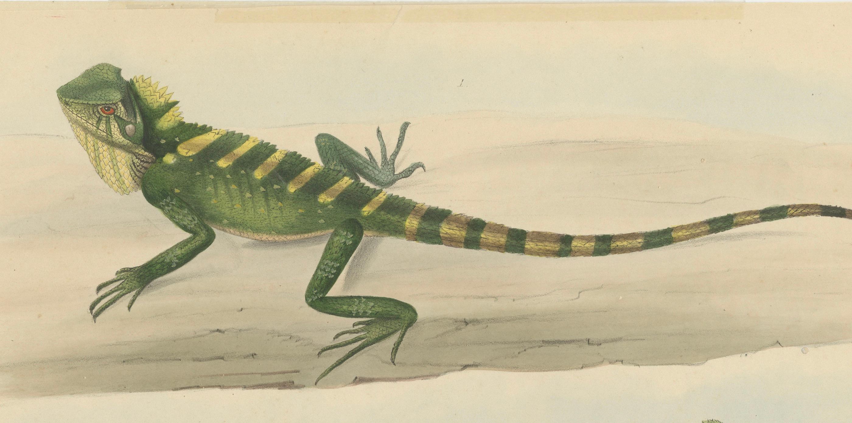 Mid-19th Century Antique Herpetological Print: Illustration of Green Crested Lizards, 1837 For Sale