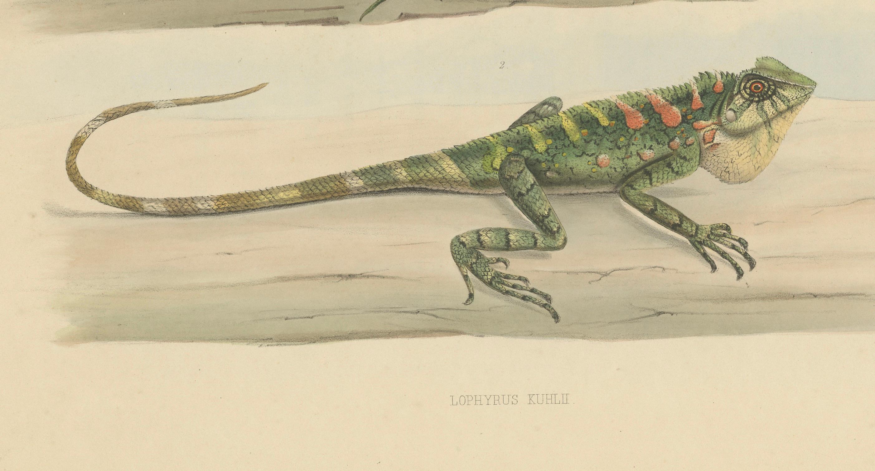 Paper Antique Herpetological Print: Illustration of Green Crested Lizards, 1837 For Sale