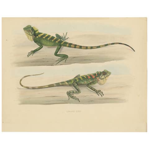 Antique Herpetological Print: Illustration of Green Crested Lizards, 1837