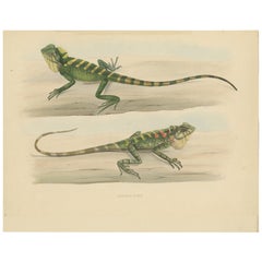 Antique Herpetological Print: Illustration of Green Crested Lizards, 1837