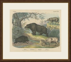 Antique Hippopotamus Print with Wild Boar and Babirusa, Kolb, circa 1890