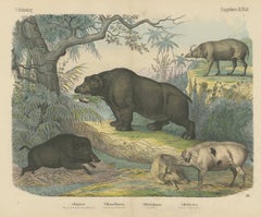 Antique Hippopotamus Print with Wild Boar and Babirusa, Kolb, circa 1890