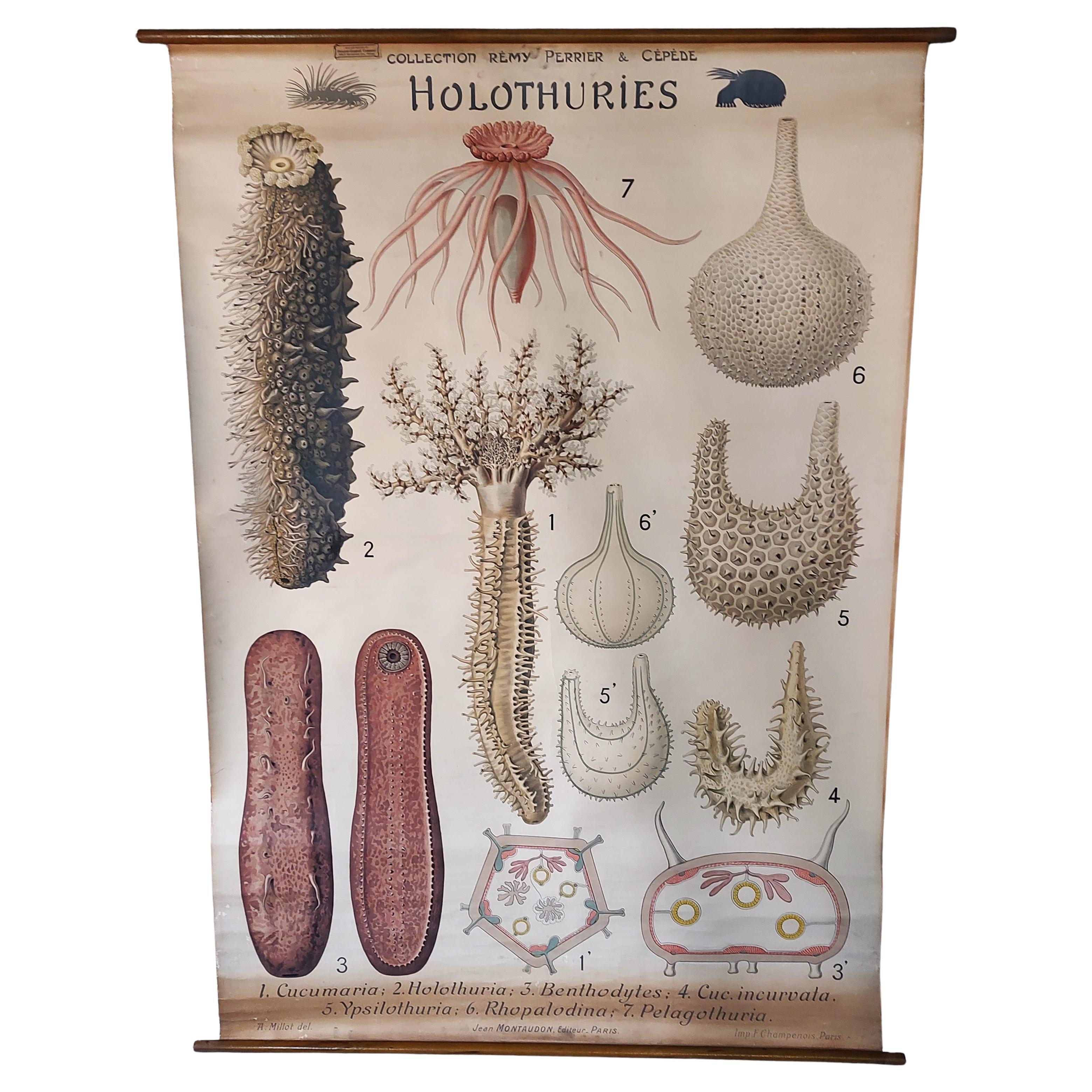 Antique Holothuries Zoological Chart For Sale