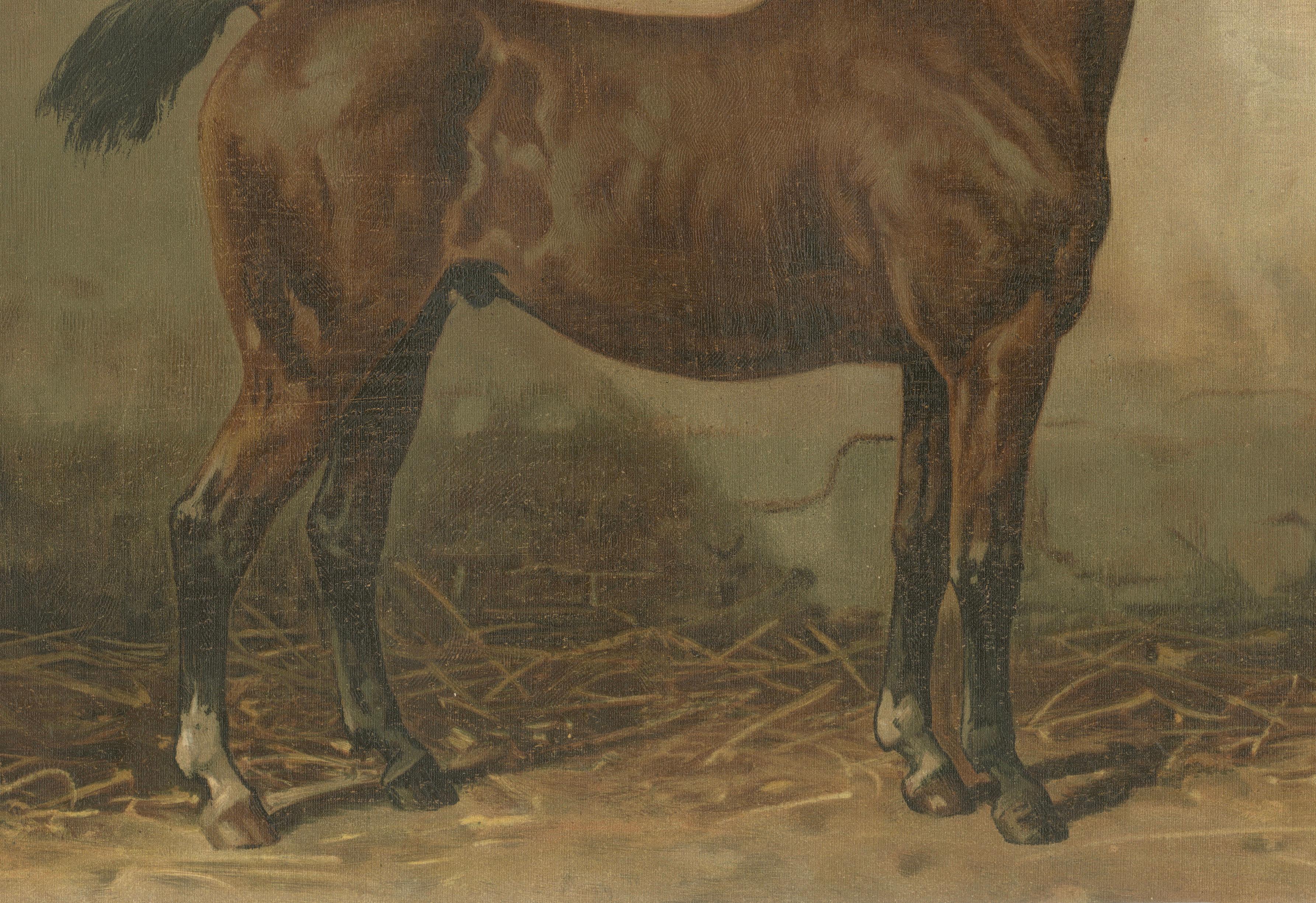 Antique Holstein Horse Portrait, European Warmblood Equestrian Litho, ca.1898