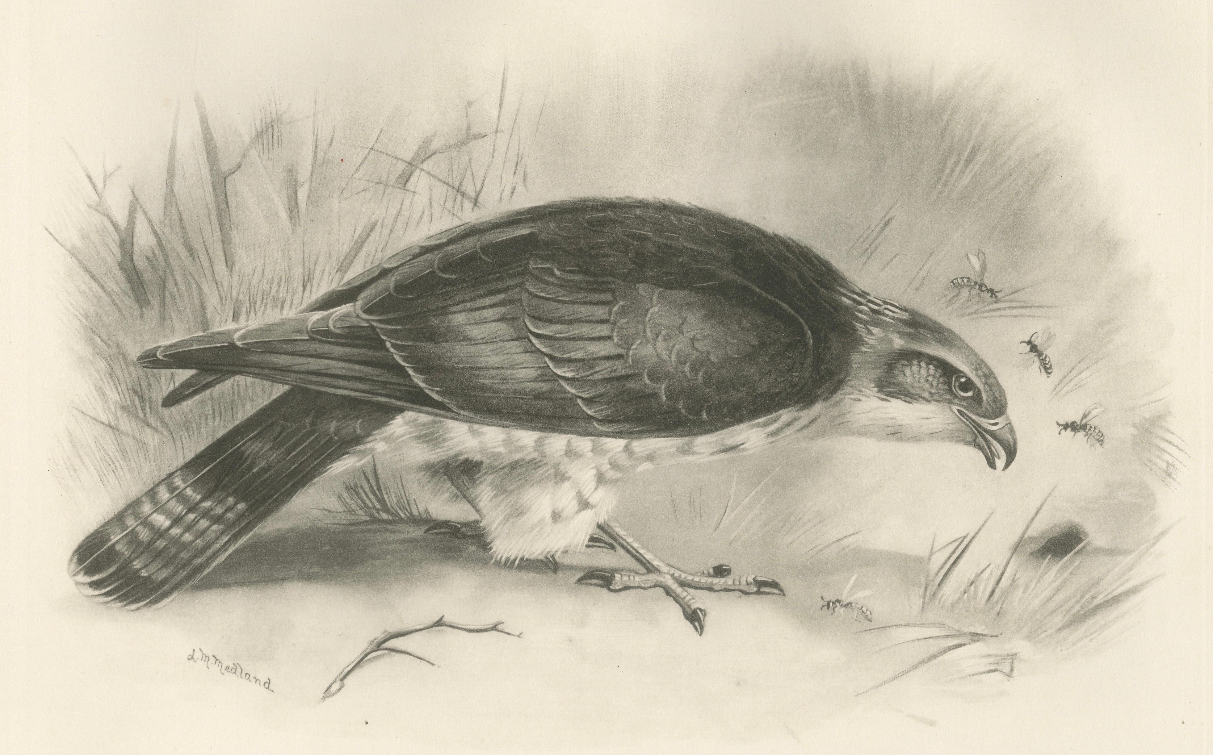 Antique Honey Buzzard Bird Prints by Lilian M. Medland, Set of Two, 1908