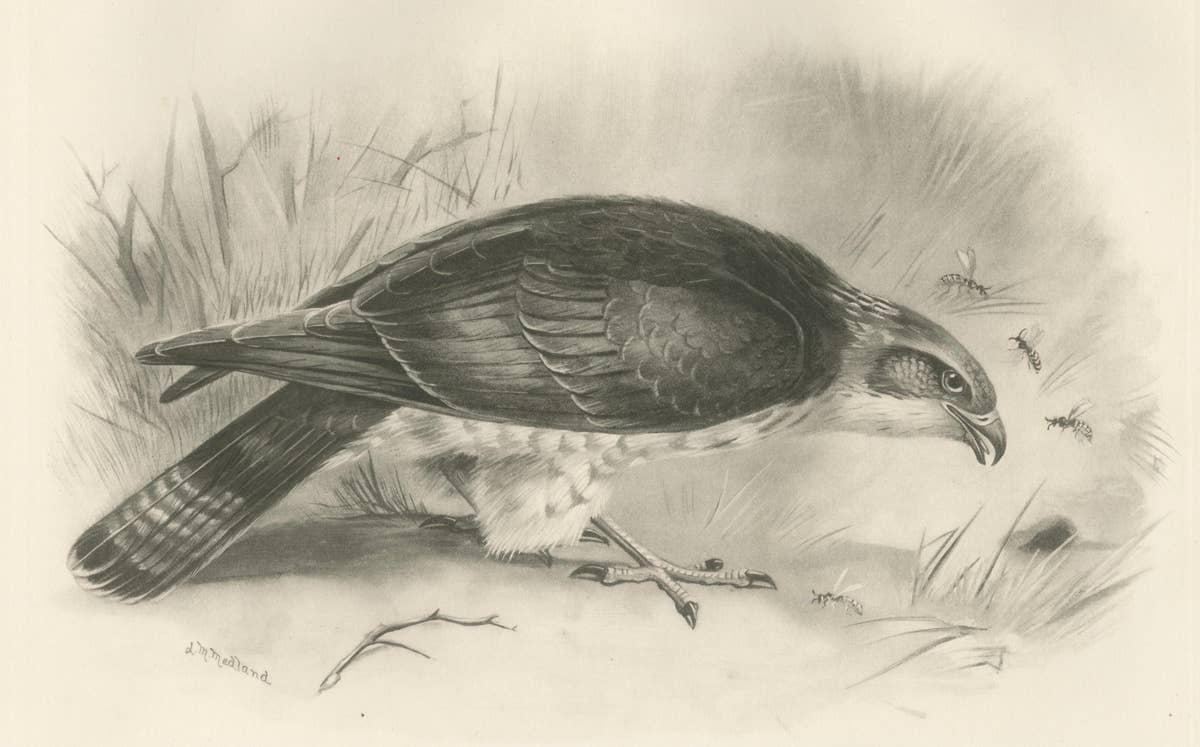 Antique Honey Buzzard Bird Prints by Lilian M. Medland, Set of Two, 1908