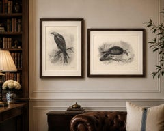 Antique Honey Buzzard Bird Prints by Lilian M. Medland, Set of Two, 1908