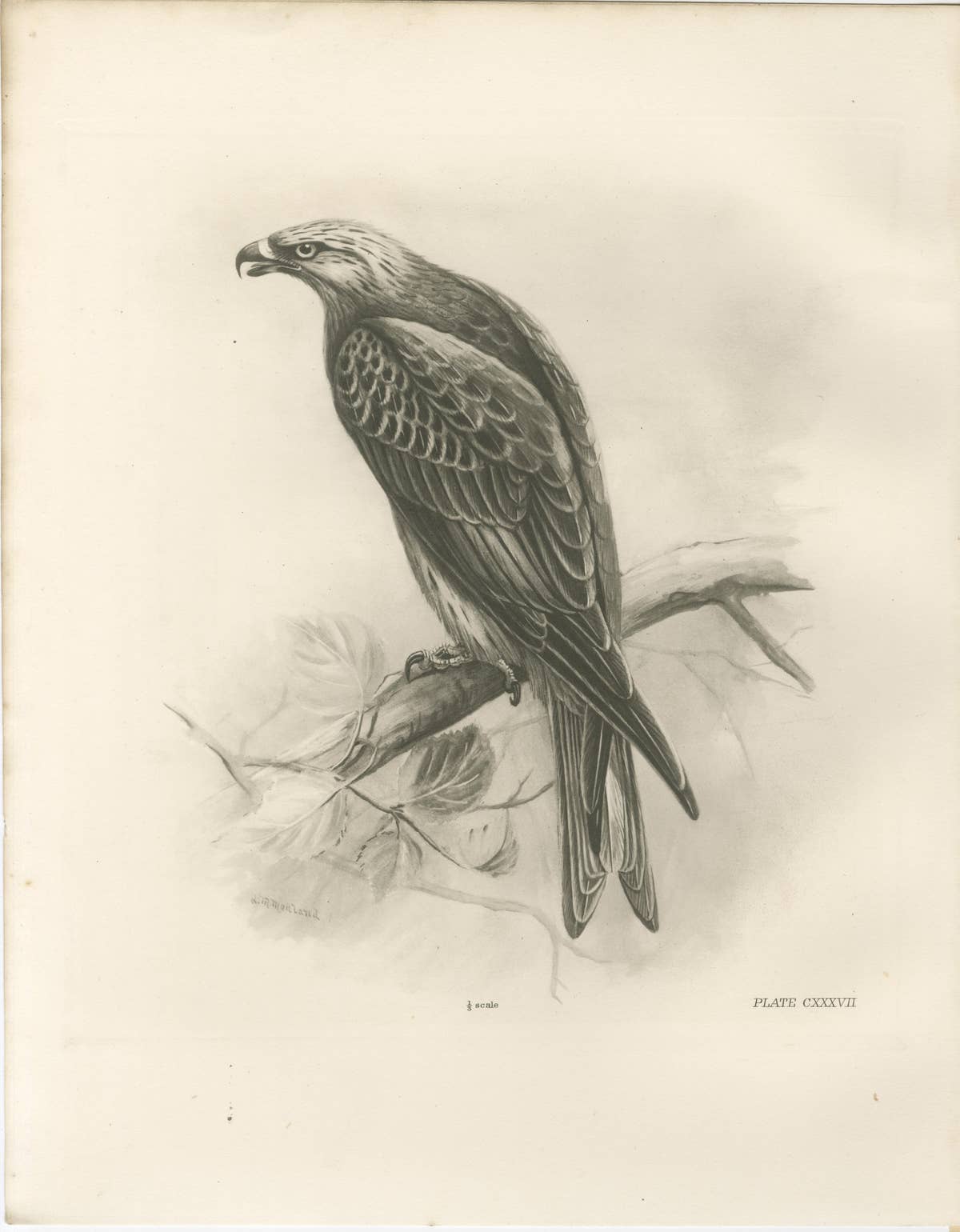 Antique Honey Buzzard Bird Prints by Lilian M. Medland, Set of Two, 1908