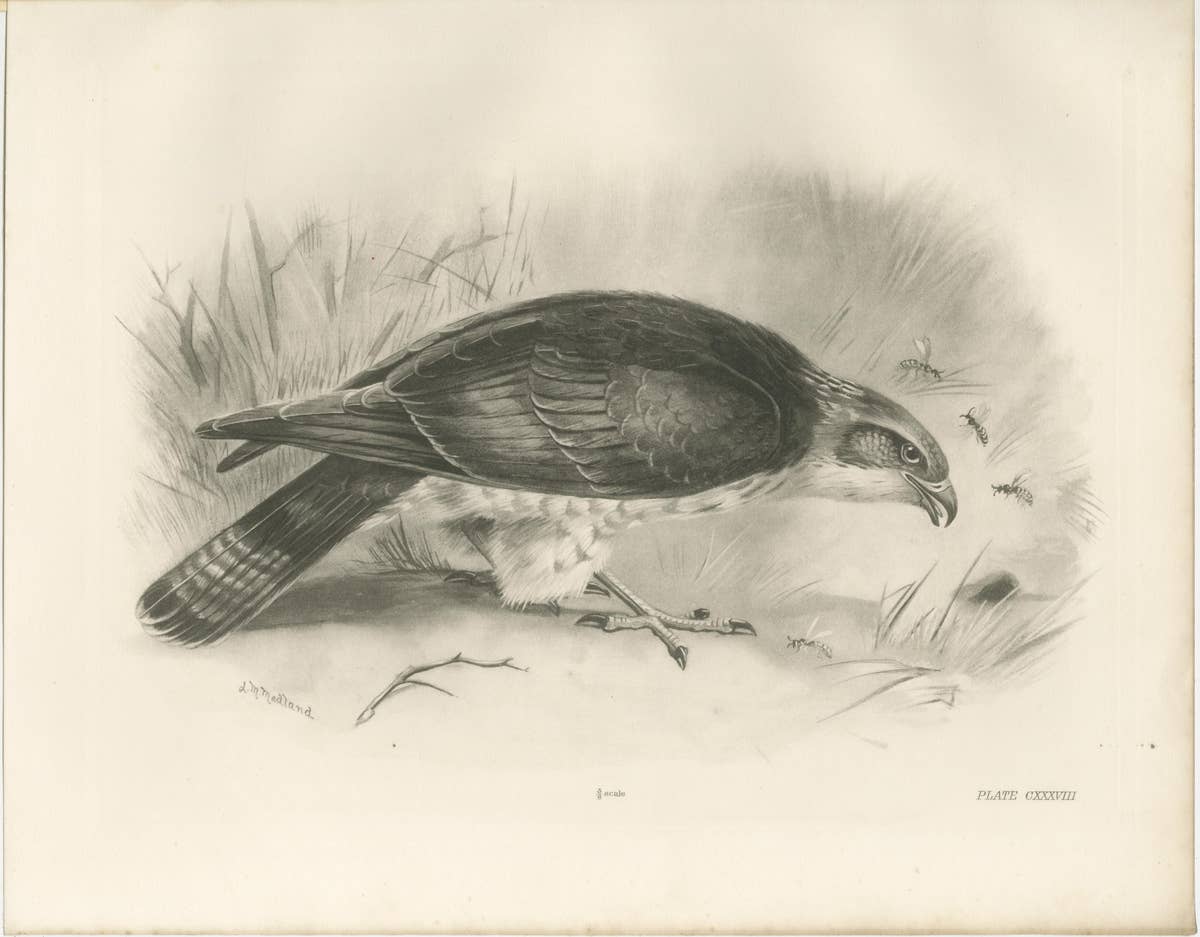 Antique Honey Buzzard Bird Prints by Lilian M. Medland, Set of Two, 1908