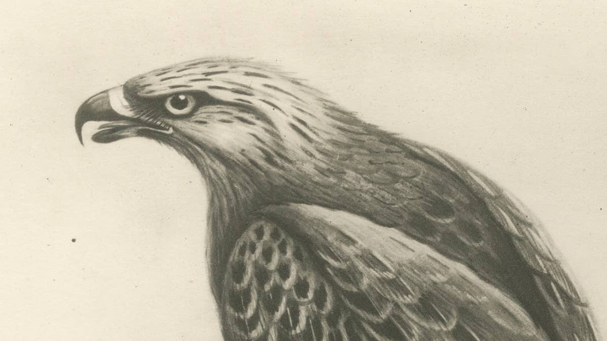 Antique Honey Buzzard Bird Prints by Lilian M. Medland, Set of Two, 1908