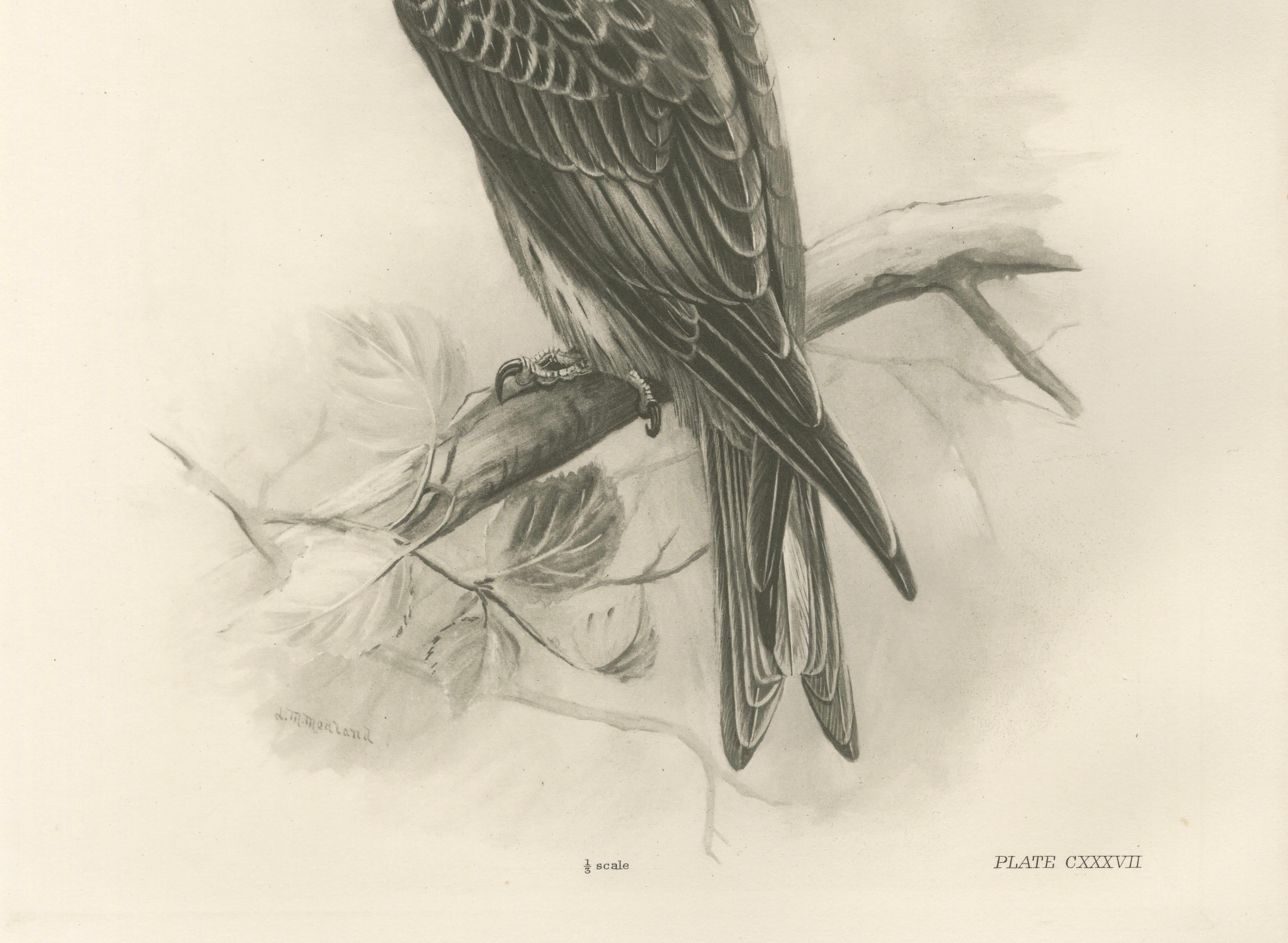 Antique Honey Buzzard Bird Prints by Lilian M. Medland, Set of Two, 1908