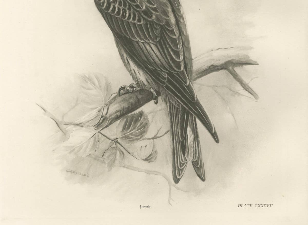 Antique Honey Buzzard Bird Prints by Lilian M. Medland, Set of Two, 1908