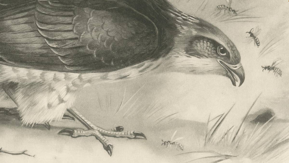 Antique Honey Buzzard Bird Prints by Lilian M. Medland, Set of Two, 1908