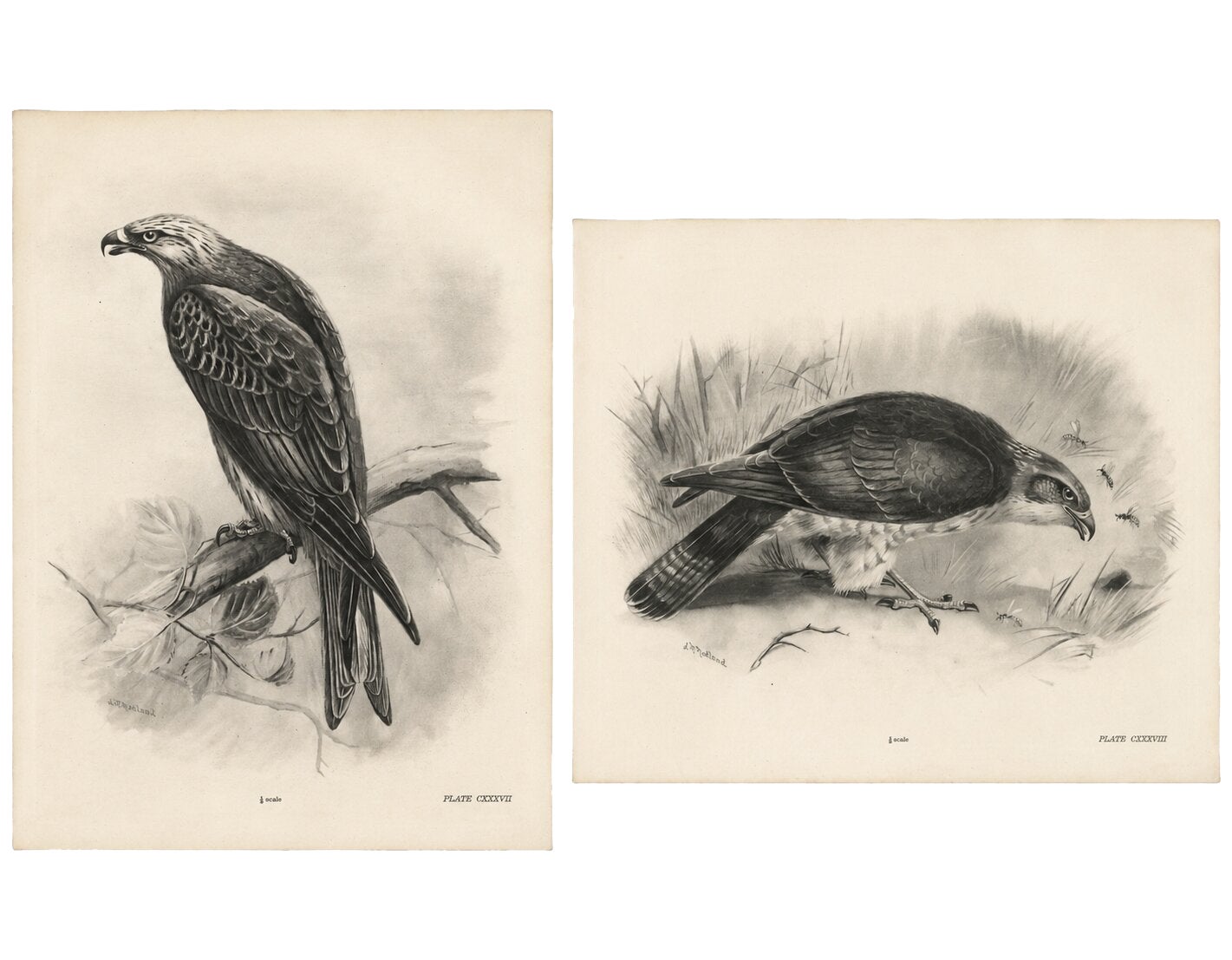 Antique Honey Buzzard Bird Prints by Lilian M. Medland, Set of Two, 1908
