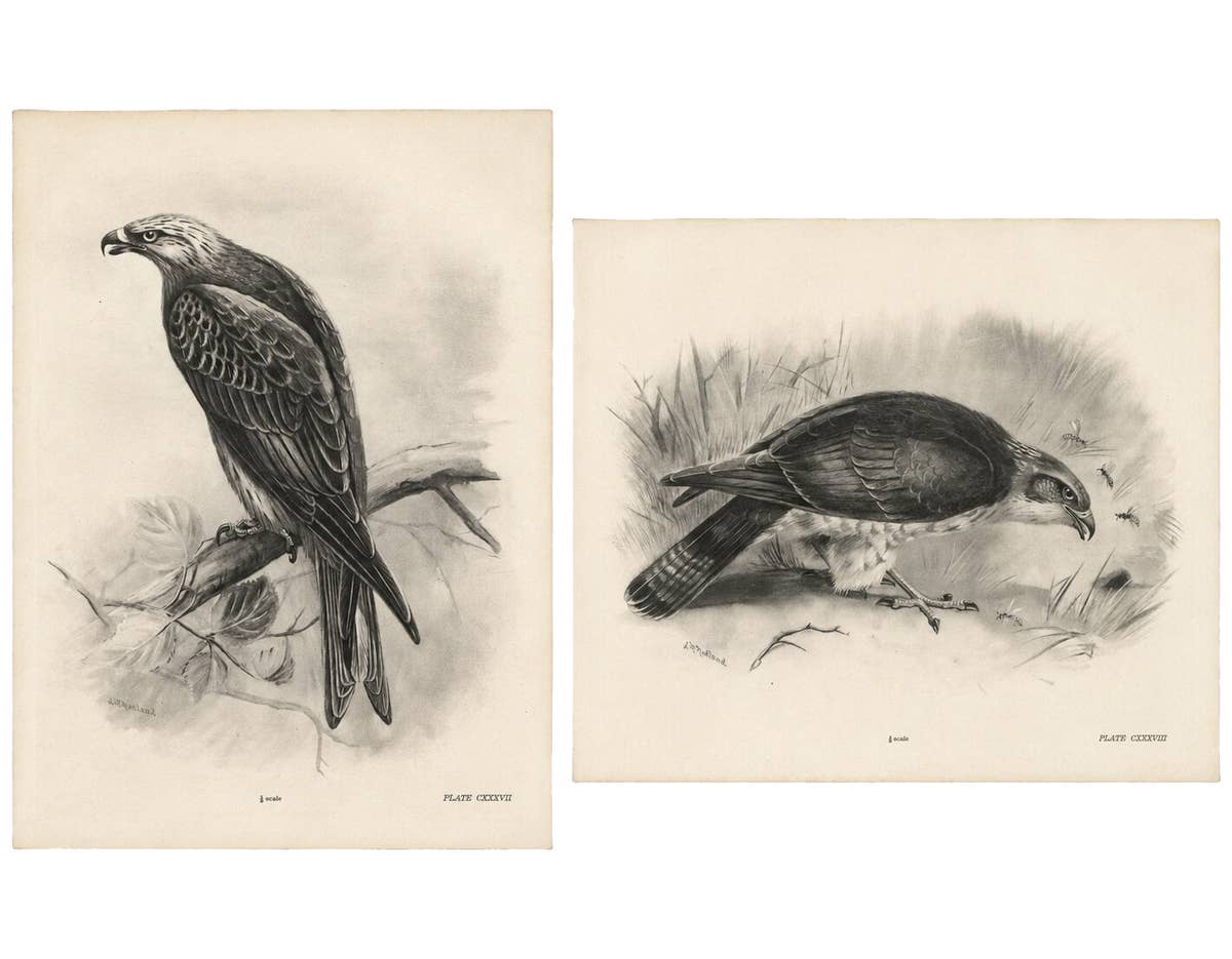 Antique Honey Buzzard Bird Prints by Lilian M. Medland, Set of Two, 1908