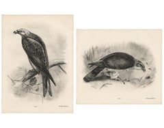 Gravures anciennes représentant des bondrées apivores, par Lilian M. Medland, lot de deux, 1908