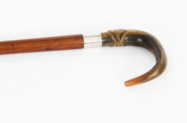 Antique Horn Handled Walking Cane Stick Silver Collar, 1904 For Sale at