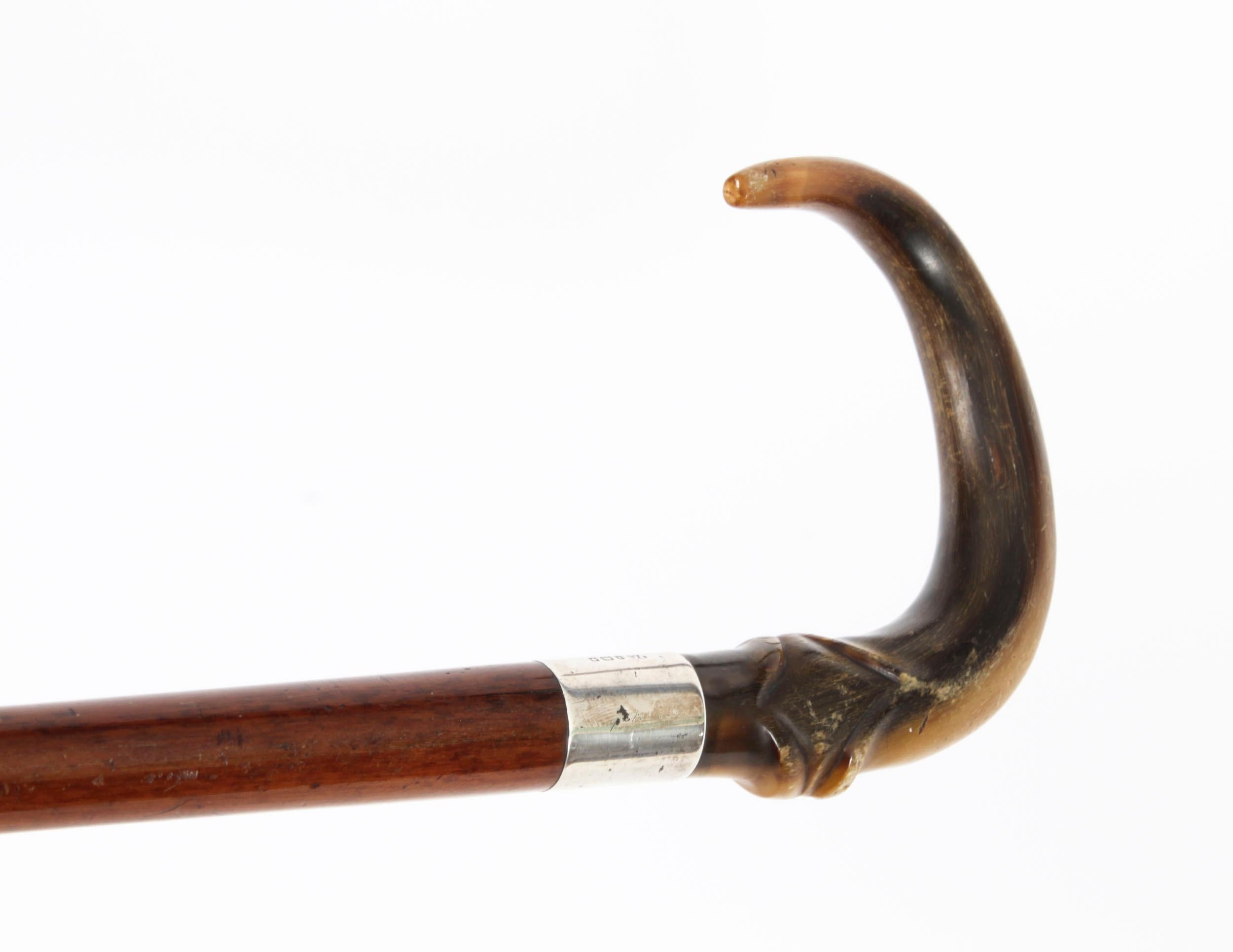Antique Horn Handled Walking Cane Stick Silver Collar, 1904 In Good Condition In London, GB