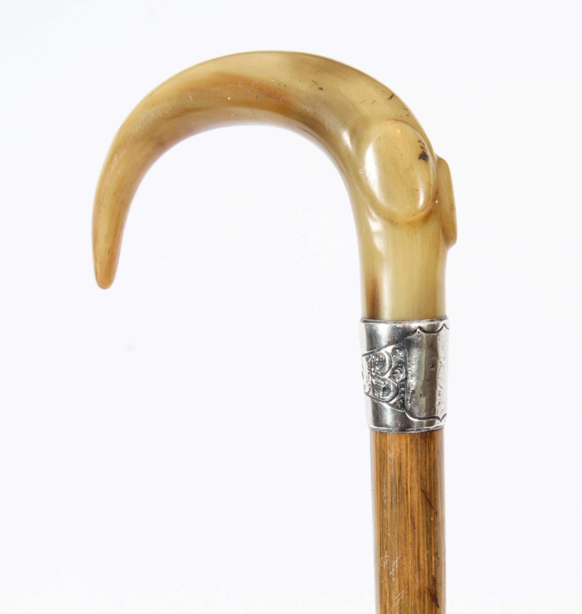 This is a beautiful antique Victorian horn handled walking stick, circa 1870 in date.
 
The handle is carved in a Shepherds crook shape and features an elegant sterling silver collar. 
The sturdy oak tapering shaft features its original brass
