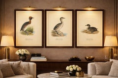 Lithographies anciennes de l'oiseau grèbe cornu, ensemble de 3, Podiceps Auritus, 1929