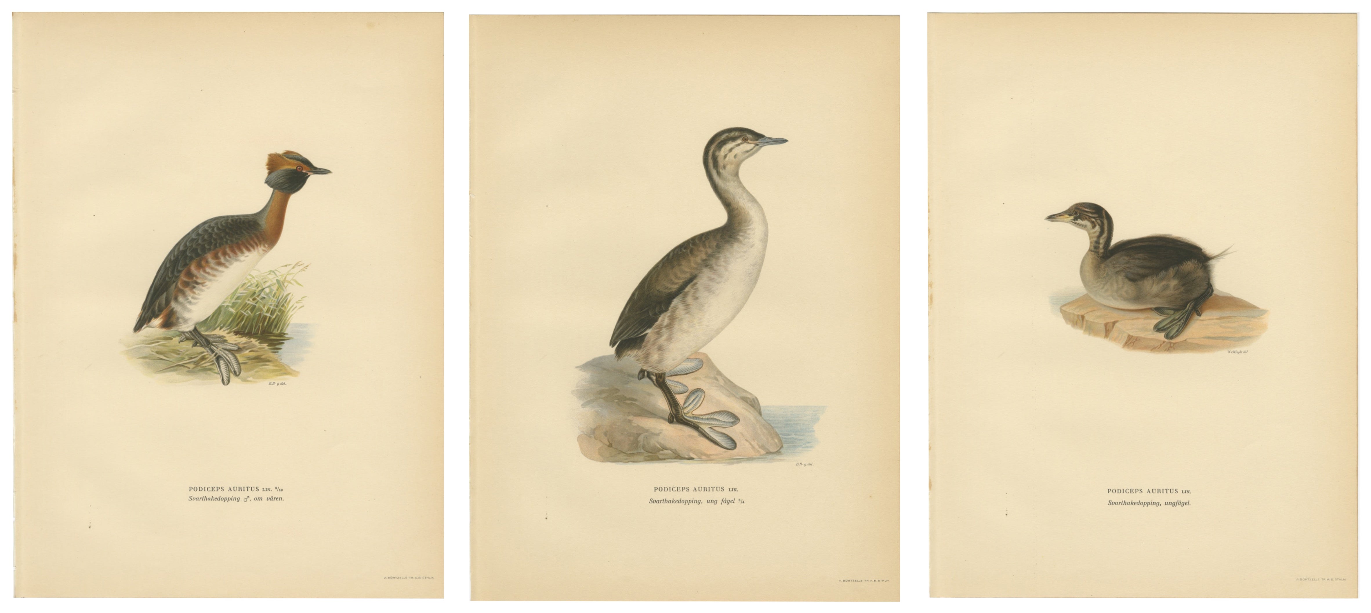 Antique Horned Grebe Bird Lithographs Set of 3, Podiceps Auritus, 1929