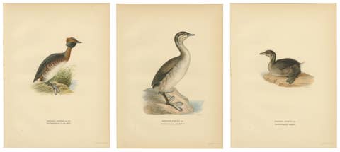 Antique Horned Grebe Bird Lithographs Set of 3, Podiceps Auritus, 1929