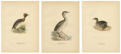 Lithographies anciennes de l'oiseau grèbe cornu, ensemble de 3, Podiceps Auritus, 1929
