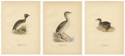 Antique Horned Grebe Bird Lithographs Set of 3, Podiceps Auritus, 1929