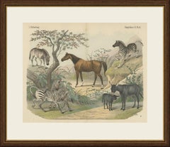 Antique Horse and Zebra Print with the Extinct Quagga, Kolb Mammals, circa 1890