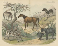 Antique Horse and Zebra Print with the Extinct Quagga, Kolb Mammals, circa 1890