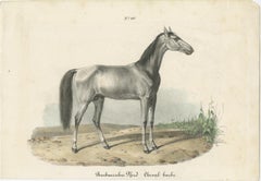 Antique Horse Print of a Barbary Horse, circa 1827
