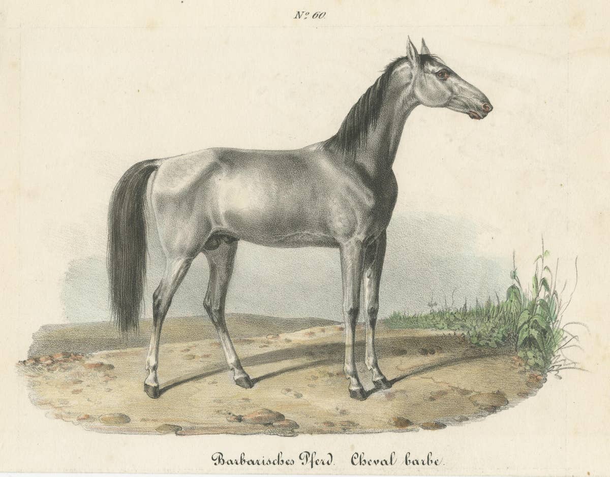Antique Horse Print of a Barbary Horse, circa 1827