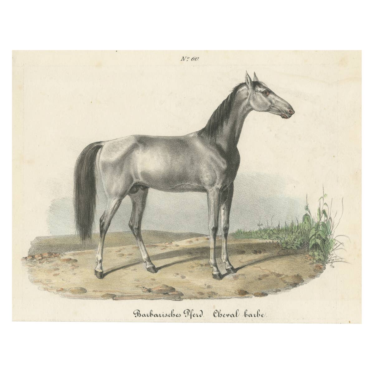 Antique Horse Print of a Barbary Horse, circa 1827