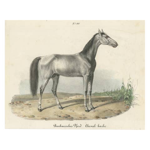 Antique Horse Print of a Barbary Horse, circa 1827